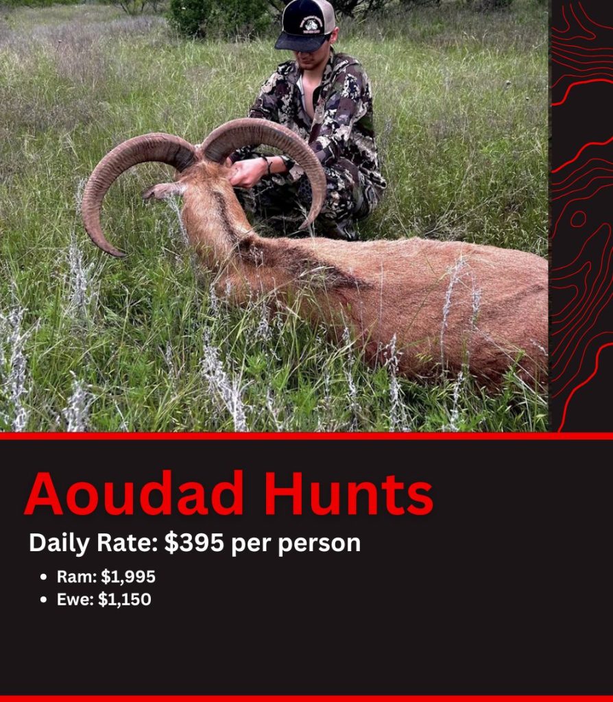 Texas Aoudad Hunt Pricing