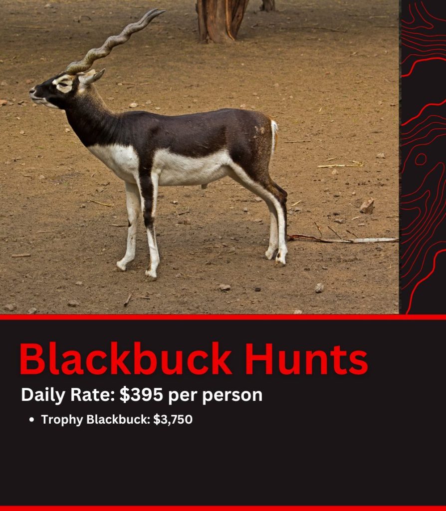 Texas Blackbuck Hunt Pricing