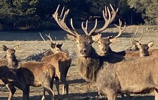 redstag