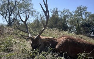 redstag012