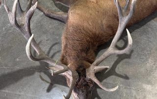 Guided Red Stag Hunts In Texas Guided Red Stag Hunts In Texas