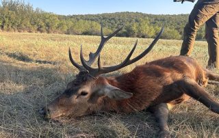 Guided Red Stag Hunts In Texas Guided Red Stag Hunts In Texas