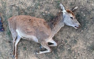 Rifle Red Stag Hunts In Texas Rifle Red Stag Hunts In Texas