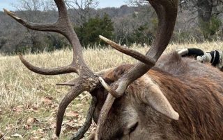 Rifle Red Stag Hunts In Texas Rifle Red Stag Hunts In Texas