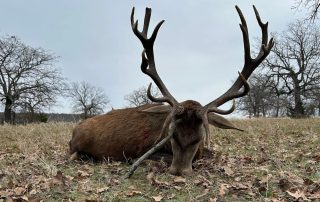 Trophy Red Stag Hunts In Texas Trophy Red Stag Hunts In Texas