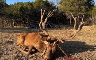 Trophy Red Stag Hunts In Texas Trophy Red Stag Hunts In Texas