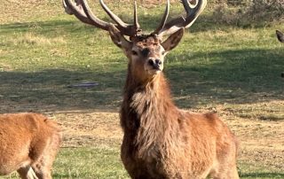 Hunting Exotics In Texas Low Fence Hunting Exotics In Texas Low Fence