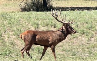 Hunting Exotics In Texas Low Fence Hunting Exotics In Texas Low Fence