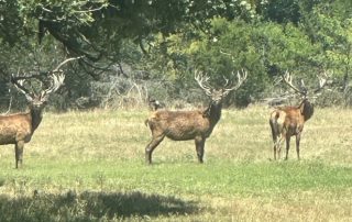 Hunting Exotics In Texas Low Fence Hunting Exotics In Texas Low Fence