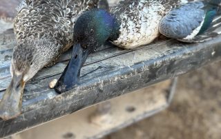 Puddle Duck Hunts In Texas Puddle Duck Hunts In Texas