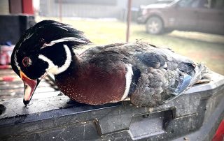 Wood Duck Hunting Guides In Texas Wood Duck Hunting Guides In Texas