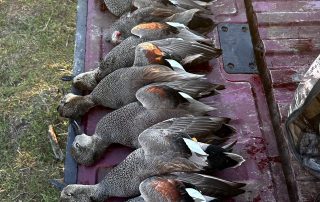 Gadwall duck Hunting Guides In Texas Gadwall duck Hunting Guides In Texas