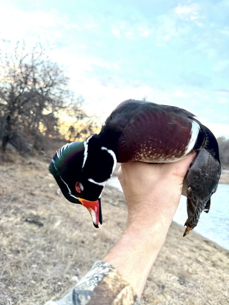Texas Wood Duck Hunts Guided Texas Hunting Season Dates 2026 - 2027 — Texas Thermal Outfitters