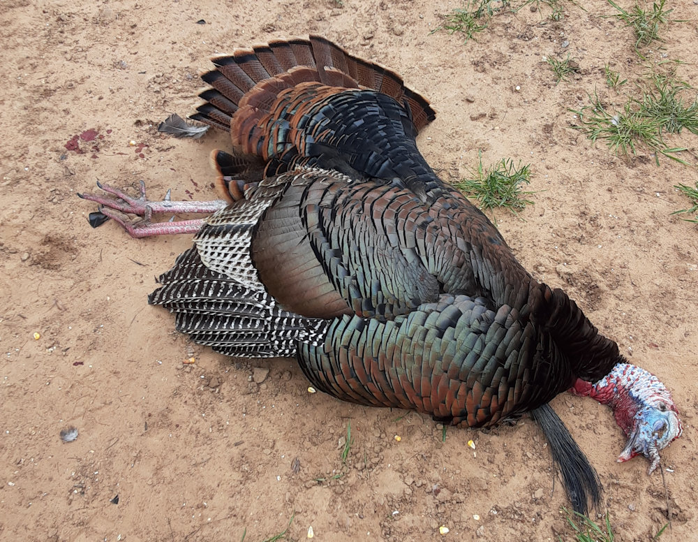 Youth Spring Turkey Hunts In Texas Youth Spring Turkey Hunts In Texas