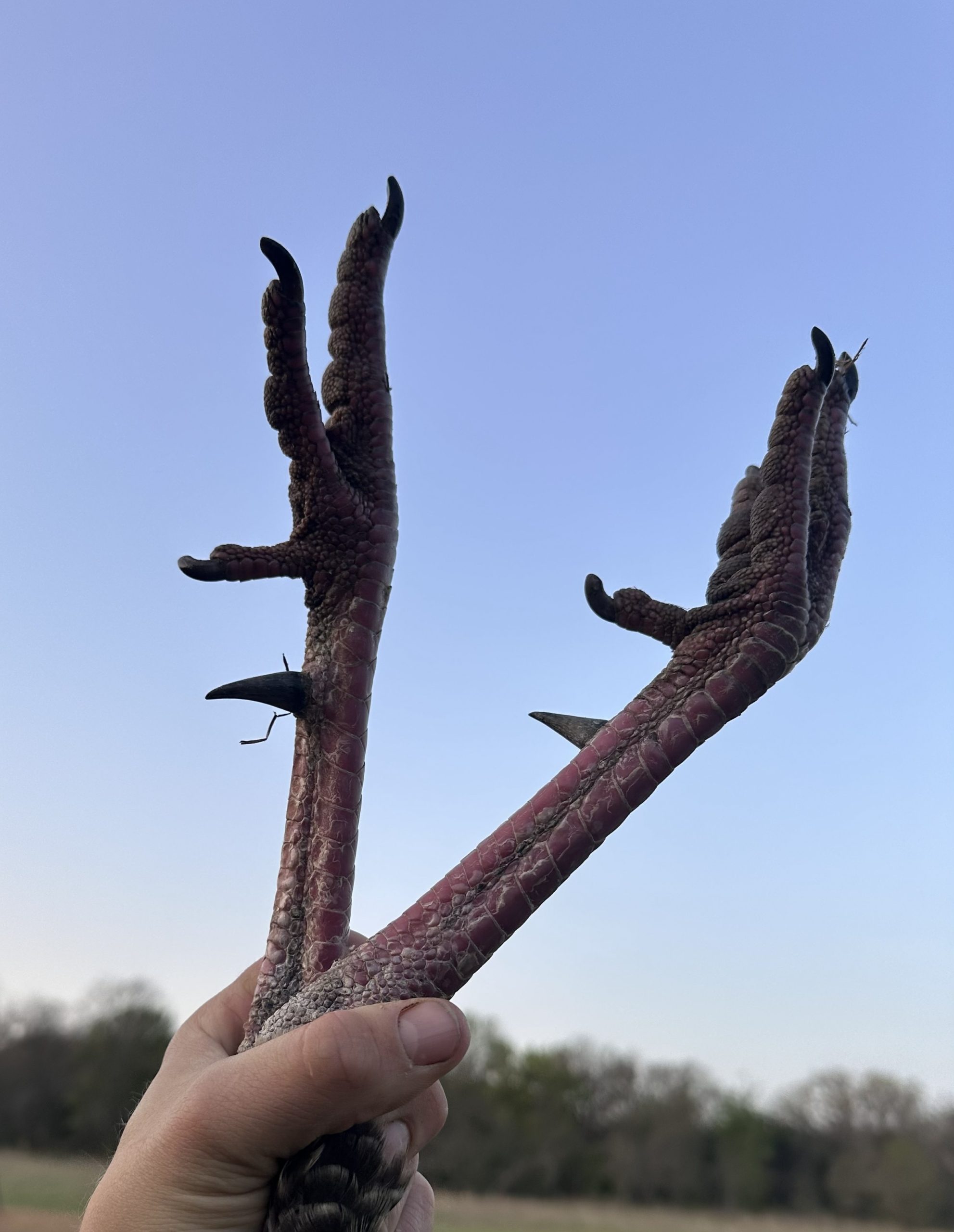 Texas Turkey Hunts On Private Land Fully Guided