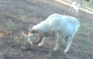 Guided Texas Dall Sheep Hunts With Texas Thermal Outfitters Guided Texas Dall Sheep Hunts With Texas Thermal Outfitters