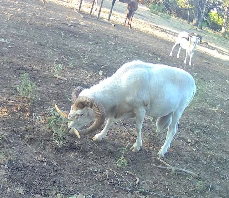 Guided Texas Dall Sheep Hunts With Texas Thermal Outfitters Guided Texas Dall Sheep Hunts With Texas Thermal Outfitters