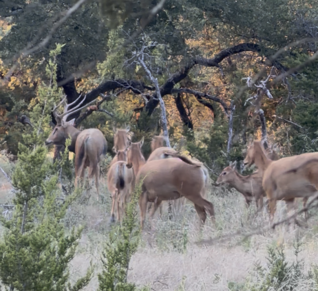Guided Pere David's Deer Hunts