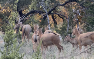 Guided Pere David’s Deer Hunts Guided Pere David's Deer Hunts