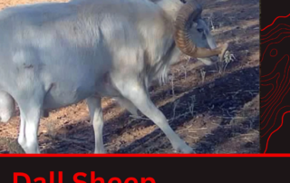 Texas Dall Sheep Hunt Pricing Texas Dall Sheep Hunt Pricing
