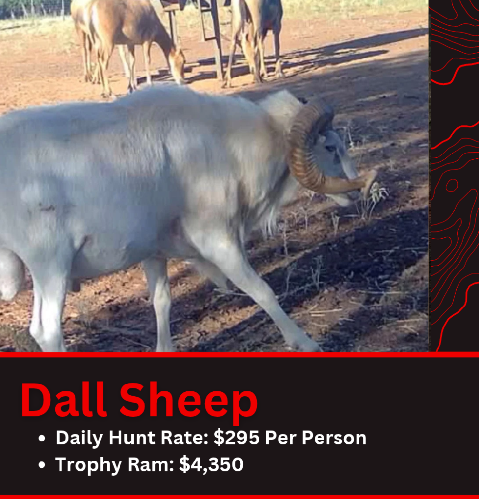 Texas Dall Sheep Hunt Pricing Texas Dall Sheep Hunt Pricing