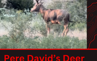 Texas Pere David’s Deer Hunt Texas Pere David's Deer Hunt