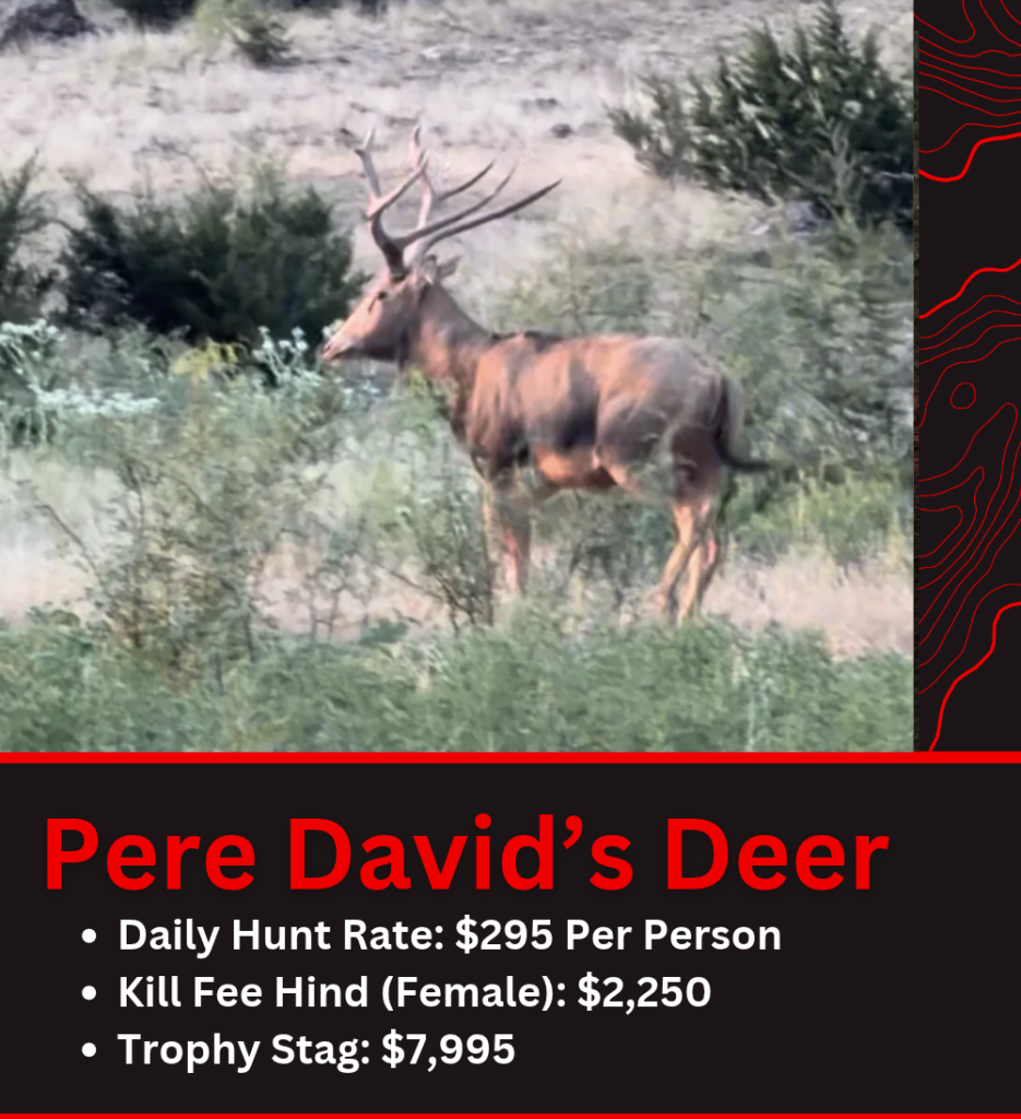 Texas Pere David's Deer Hunt