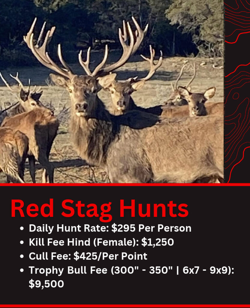 Texas Red Stag Hunting Price