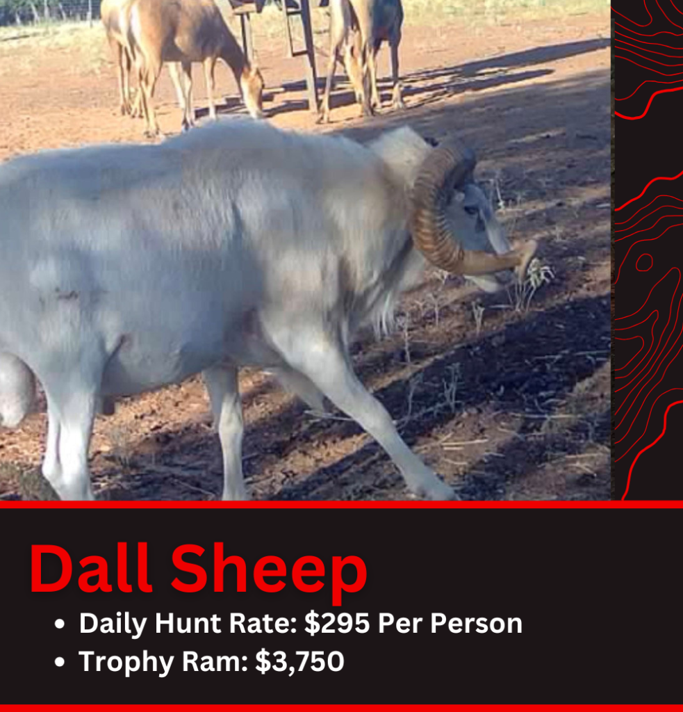 Texas Dall Sheep Hunt Pricing