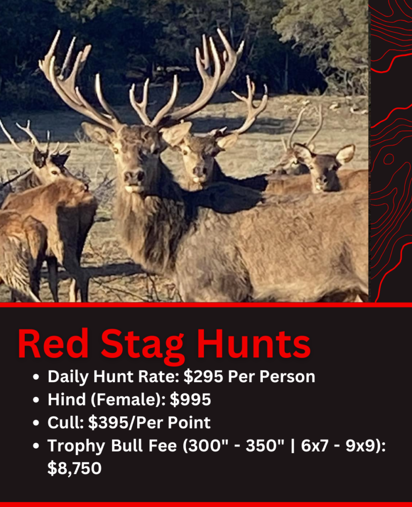 Texas Red Stag Hunt Pricing